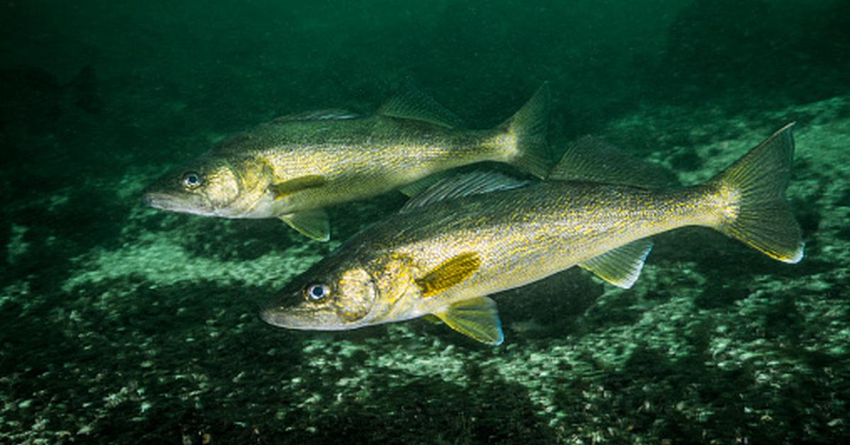 Photograph of the unique Walleye Fish, known scientifically as Sander vitreus.