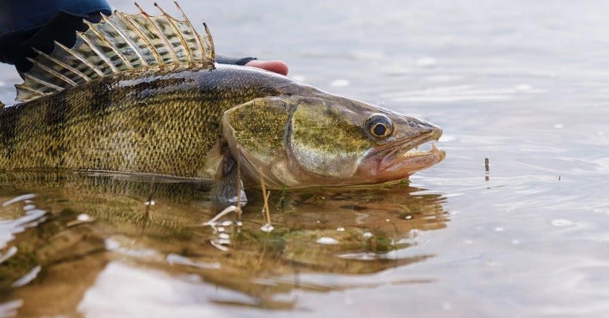 Close encounter with the Walleye Fish, scientifically called Sander vitreus.