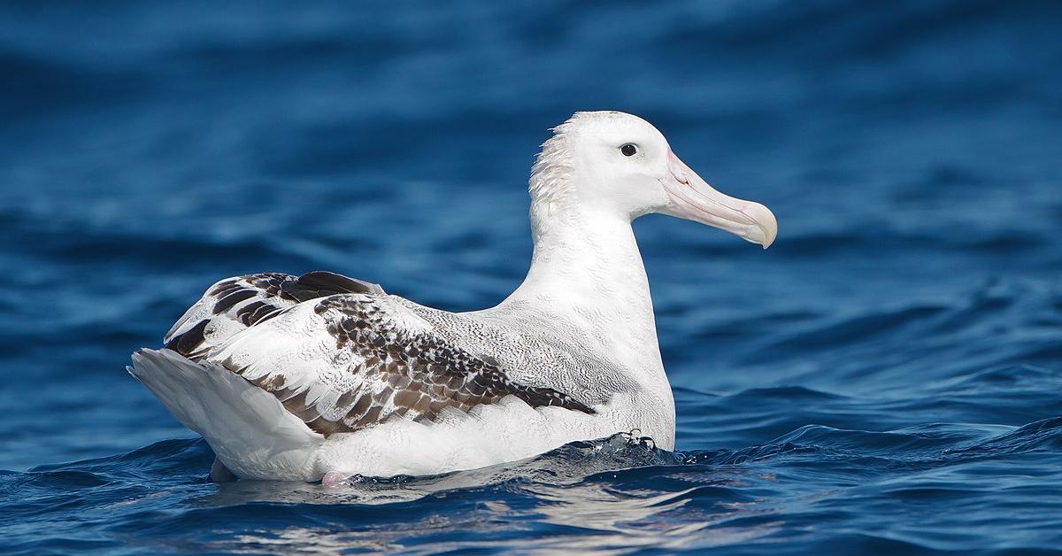 The majestic Wandering Albatross, also called Albatros Mengembara in Indonesia, in its glory.