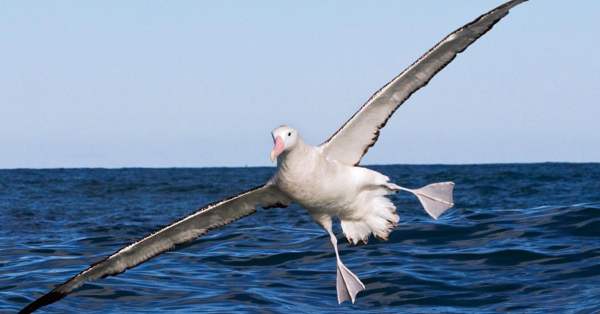 Insightful look at the Wandering Albatross, known to Indonesians as Albatros Mengembara.