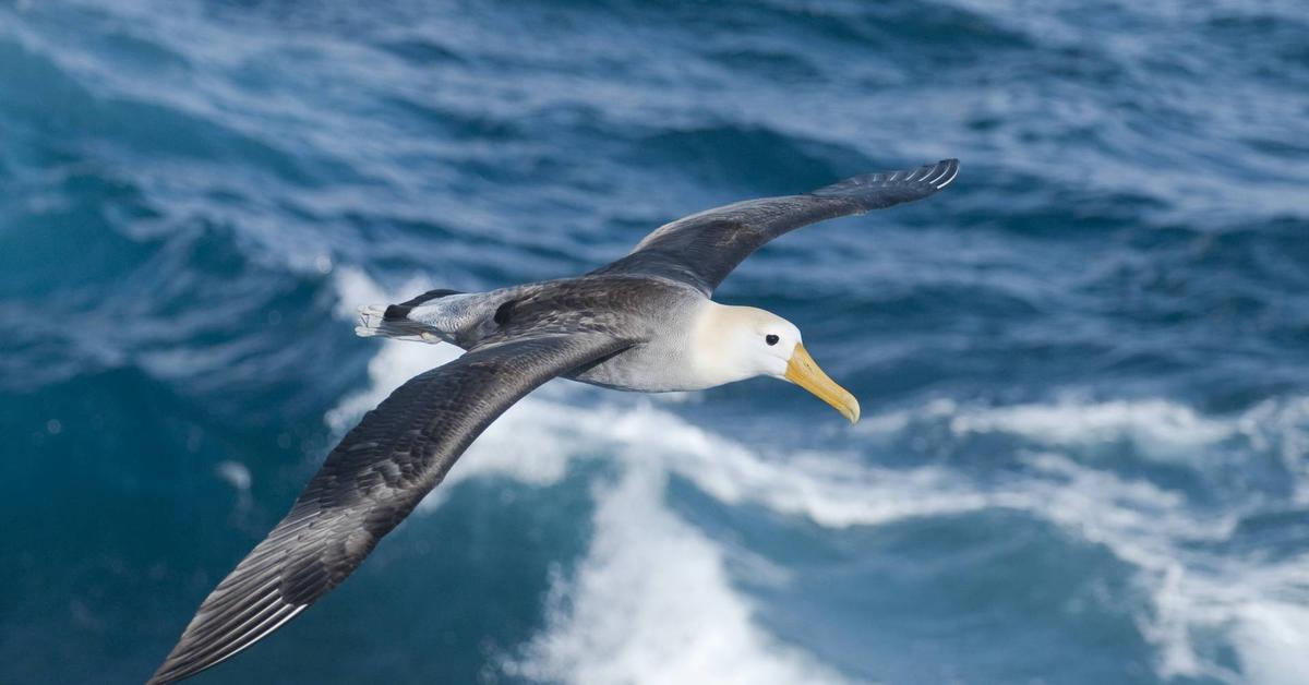 Captivating shot of the Wandering Albatross, or Albatros Mengembara in Bahasa Indonesia.