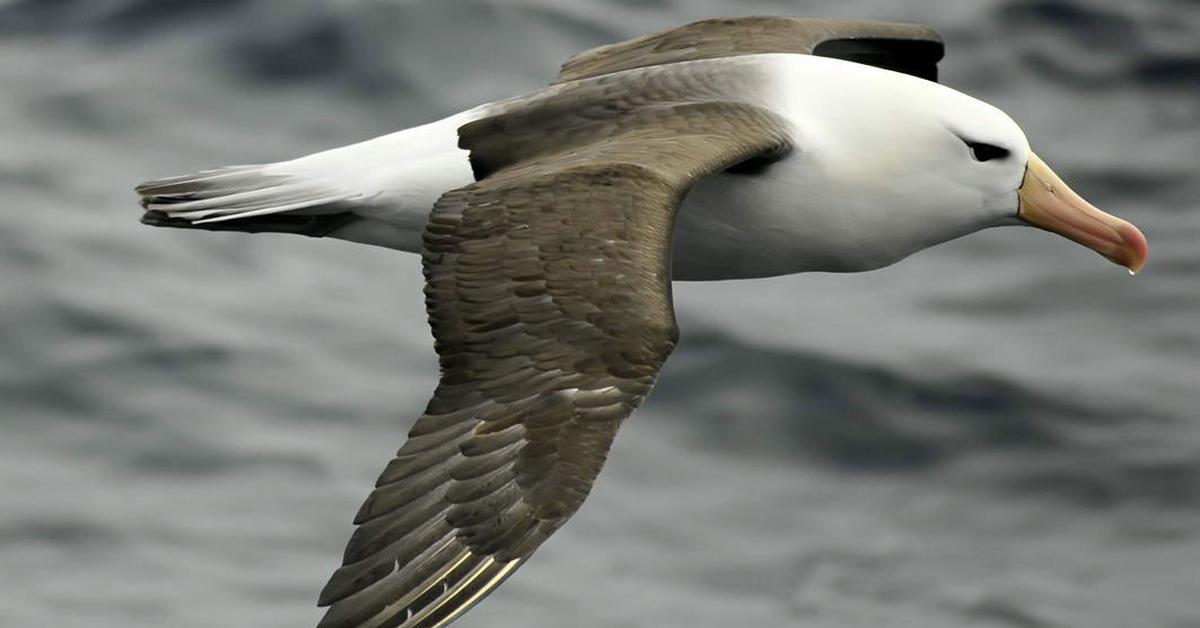 A look at the Wandering Albatross, also recognized as Albatros Mengembara in Indonesian culture.