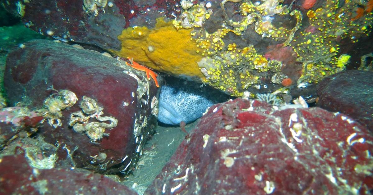 Glimpse of the Wolf Eel, known in the scientific community as Anarrhichthys ocellatus.