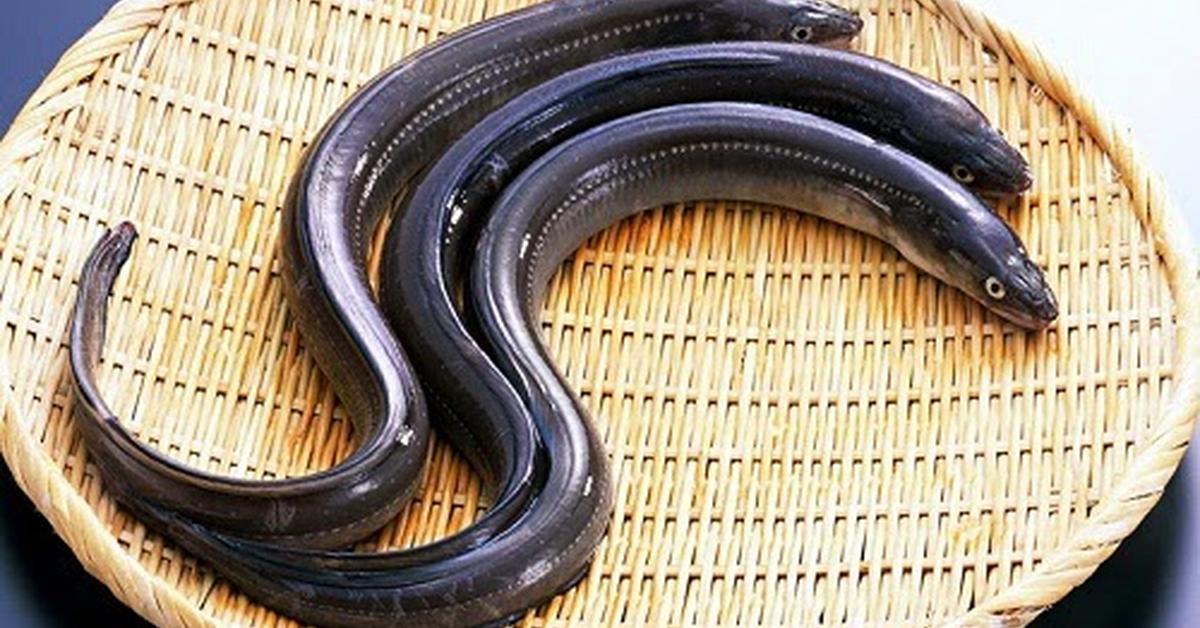 Visual representation of the Wolf Eel, recognized in Indonesia as Ikan Belut Serigala.