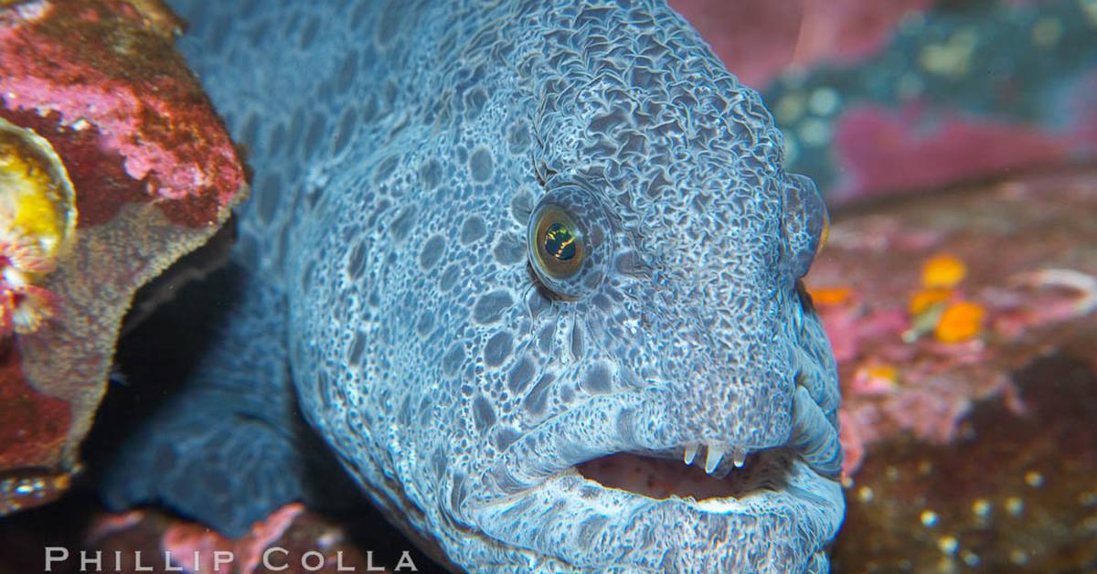 Natural elegance of the Wolf Eel, scientifically termed Anarrhichthys ocellatus.