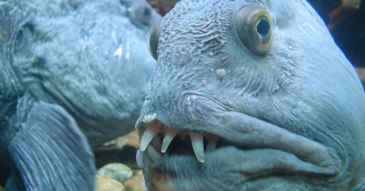 Vivid image of the Wolffish, or Ikan Serigala in Indonesian context.