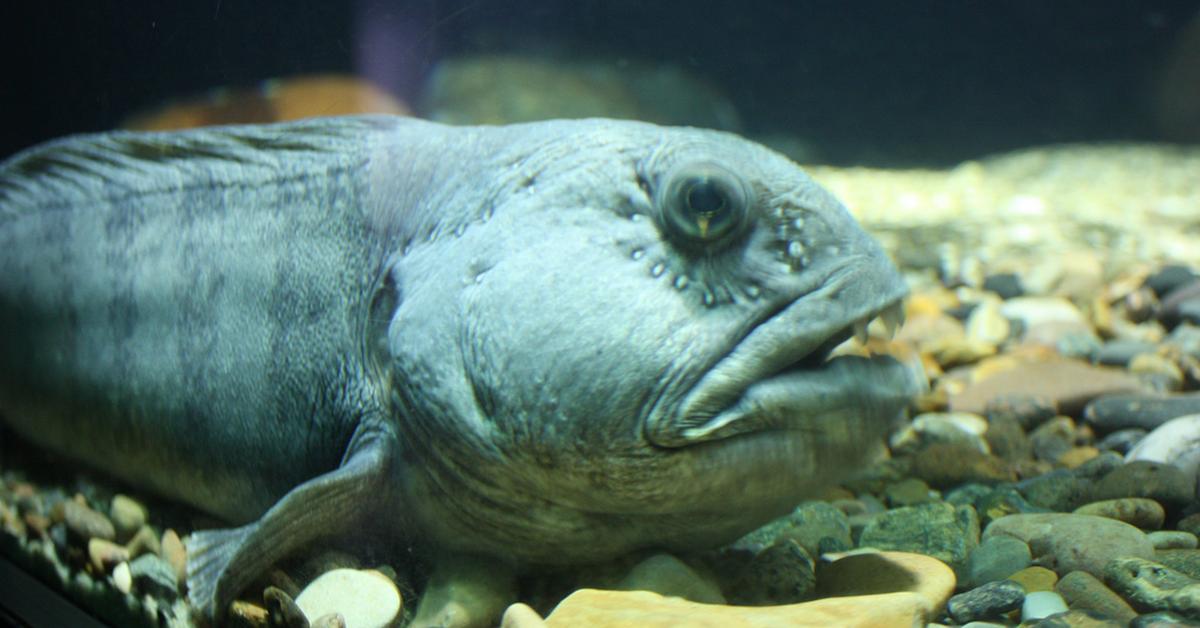 Vivid image of the Wolffish, or Ikan Serigala in Indonesian context.