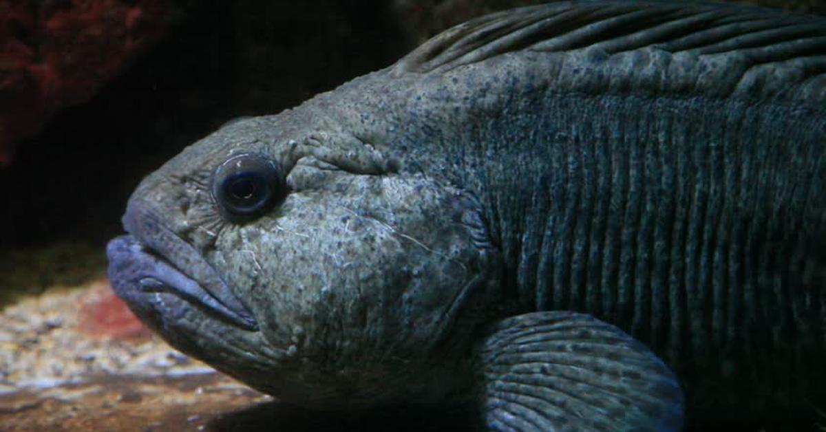 Close-up view of the Wolffish, known as Ikan Serigala in Indonesian.