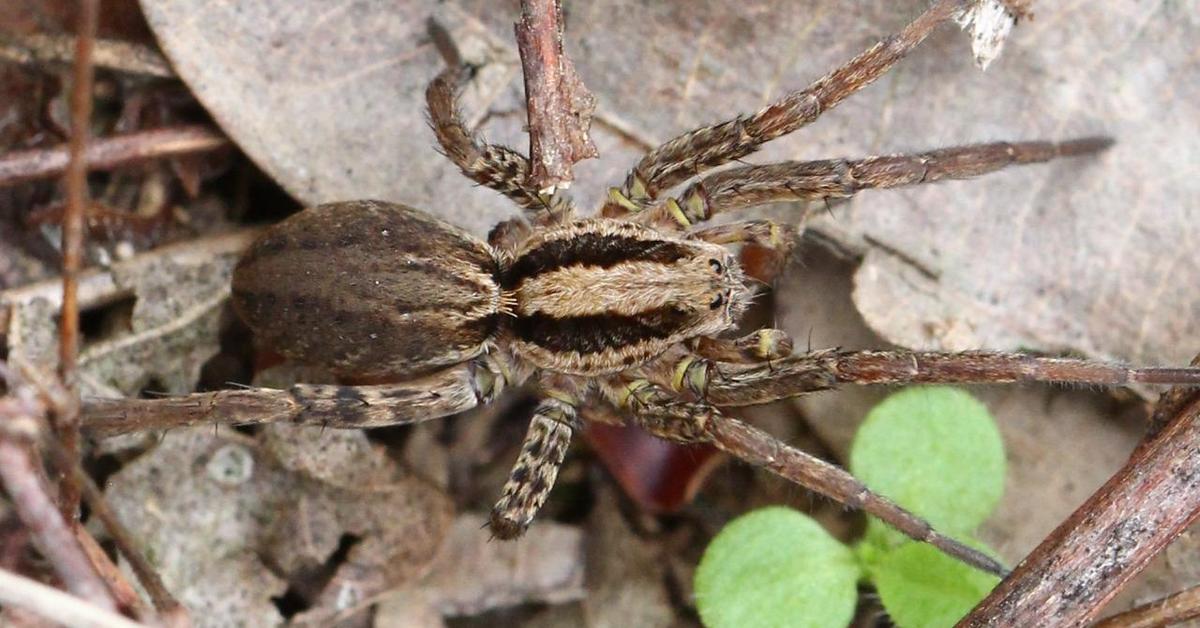 Image showcasing the Wolf Spider, known in Indonesia as Laba-laba Serigala.