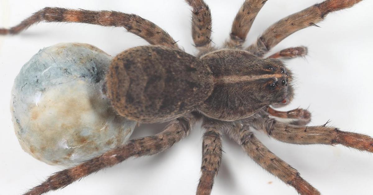 Dynamic image of the Wolf Spider, popularly known in Indonesia as Laba-laba Serigala.