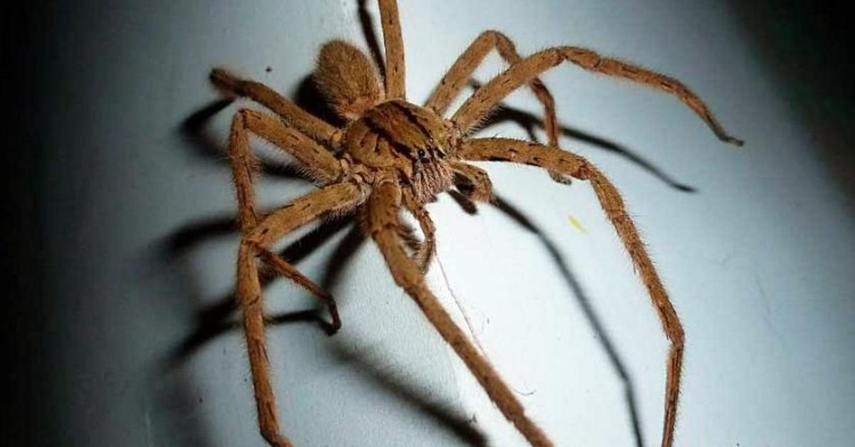 Engaging shot of the Wolf Spider, recognized in Indonesia as Laba-laba Serigala.