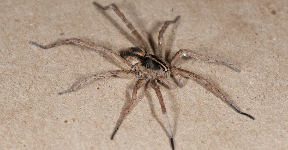 Photographic depiction of the unique Wolf Spider, locally called Laba-laba Serigala.