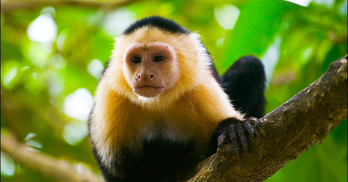 Natural elegance of the White-Faced Capuchin, scientifically termed Cebus Capucinus.