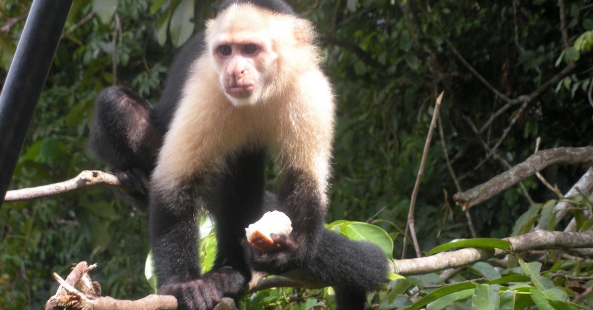 A look at the White-Faced Capuchin, also recognized as Capuchin Wajah Putih in Indonesian culture.