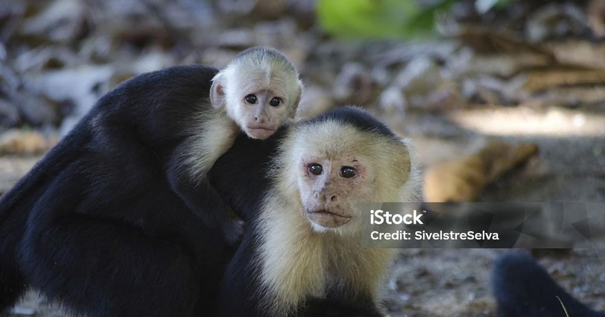 The fascinating White-Faced Capuchin, scientifically known as Cebus Capucinus.