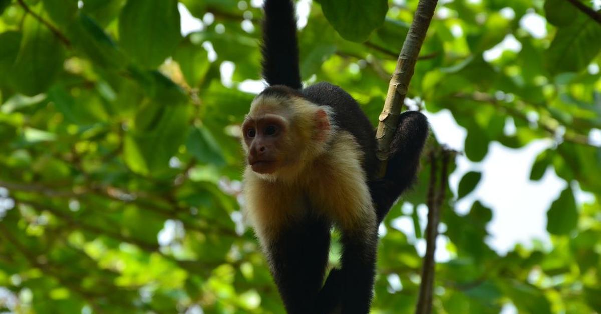 Detailed shot of the White-Faced Capuchin, or Cebus Capucinus, in its natural setting.