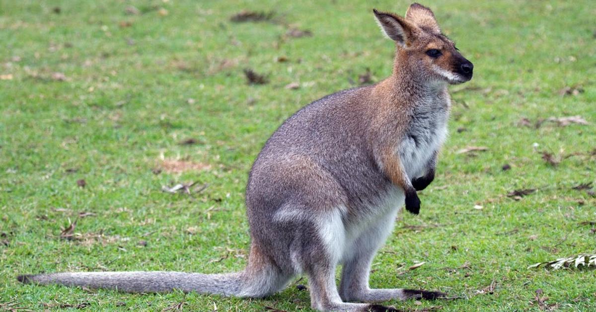 Picture of Wallaby, known in Indonesia as Wallaby.