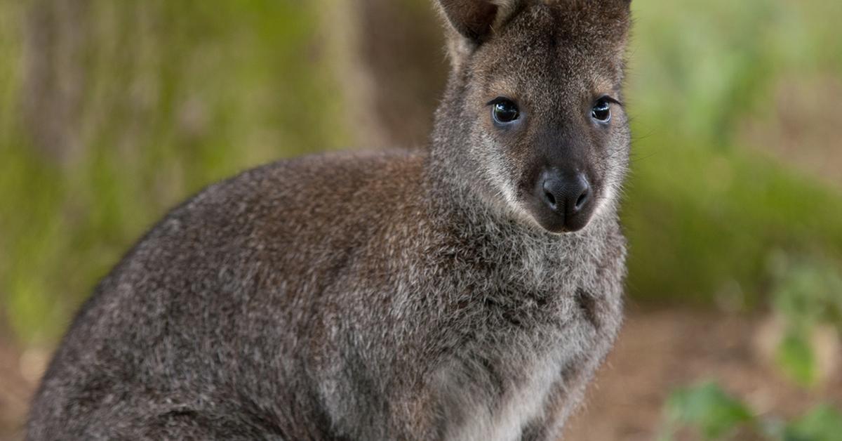 Snapshot of the intriguing Wallaby, scientifically named Macropus.