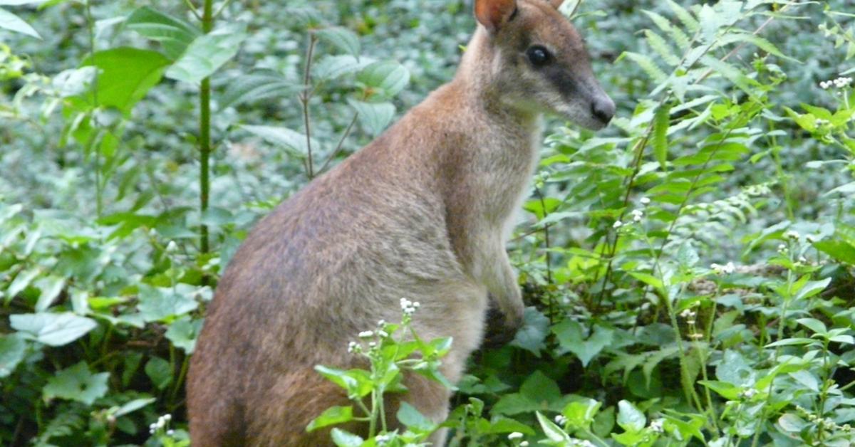 Splendid image of the Wallaby, with the scientific name Macropus.