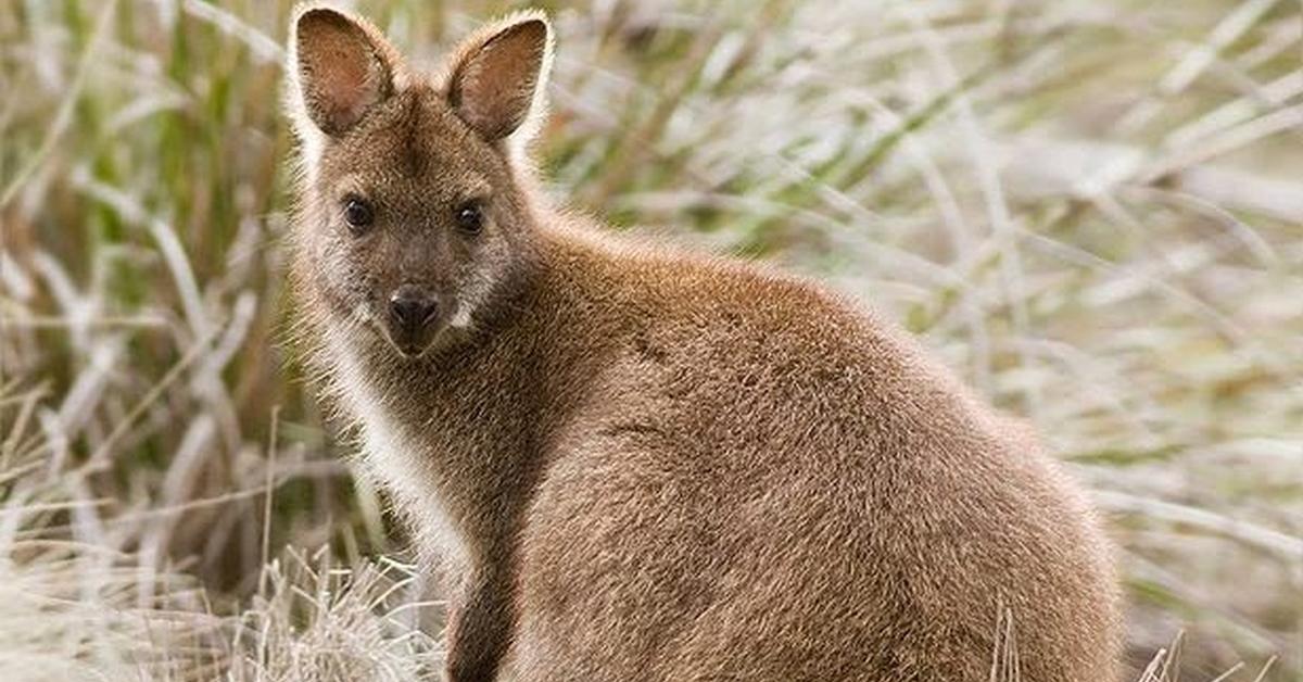 Vivid image of the Wallaby, or Wallaby in Indonesian context.