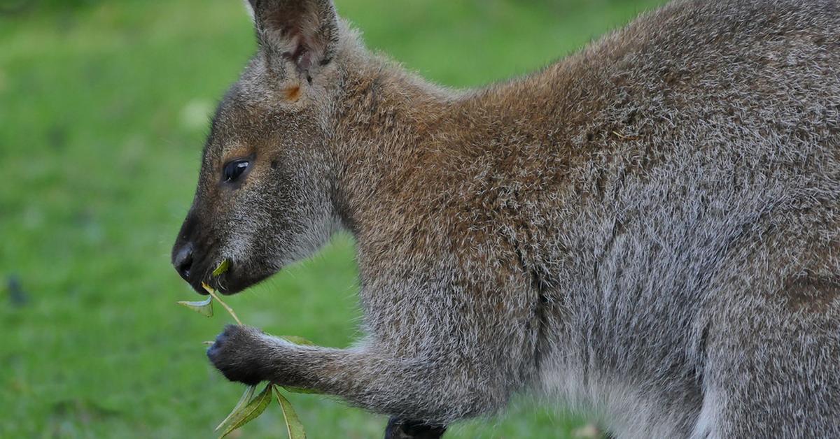 Photogenic Wallaby, scientifically referred to as Macropus.