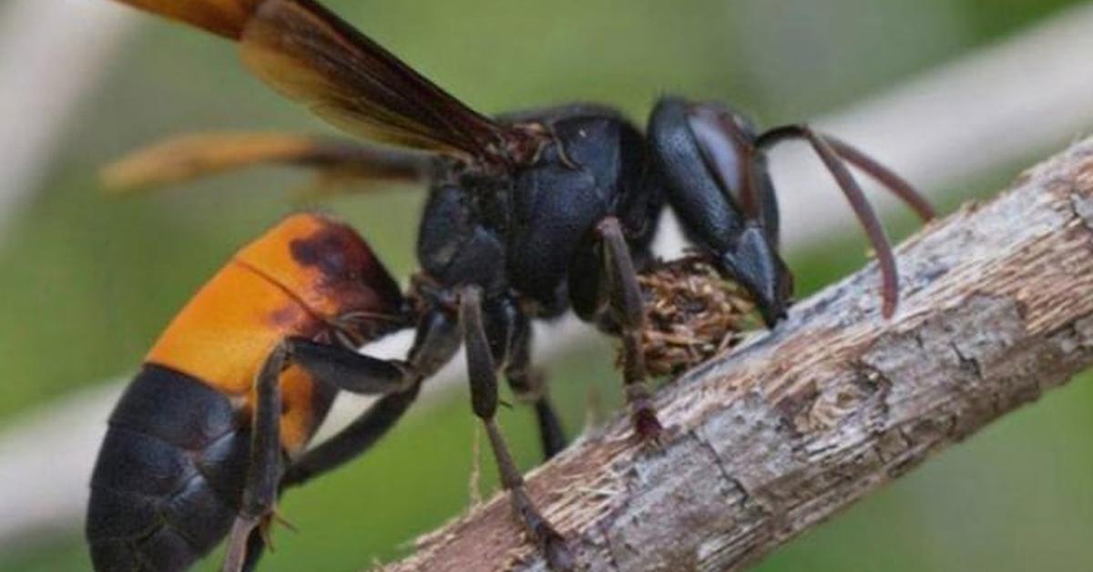 Snapshot of the intriguing Wasp, scientifically named Vespidae.