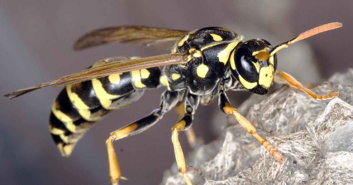 Snapshot of the intriguing Wasp, scientifically named Vespidae.