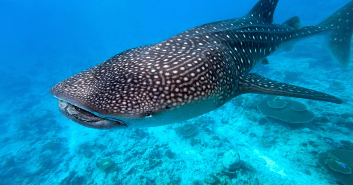 Photograph of the unique Whale Shark, known scientifically as Rhincodon Typus.