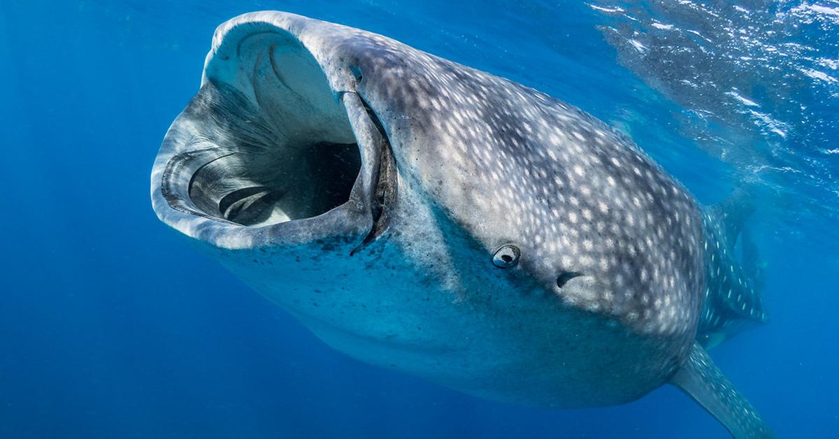 Graceful Whale Shark, a creature with the scientific name Rhincodon Typus.