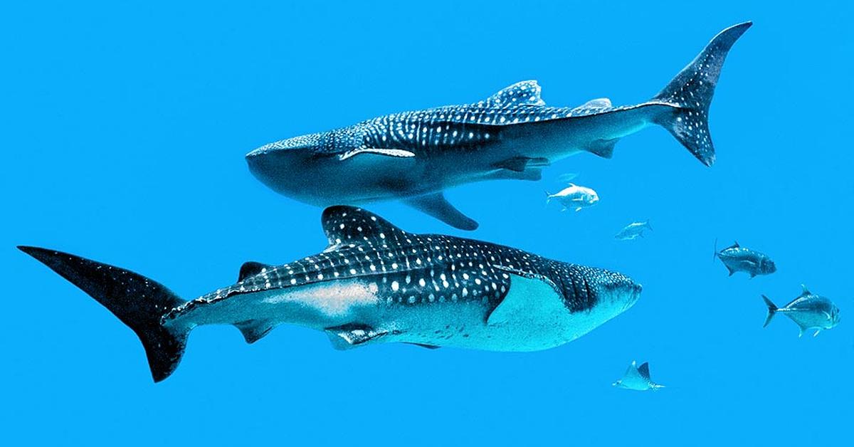 The elegant Whale Shark (Rhincodon Typus), a marvel of nature.