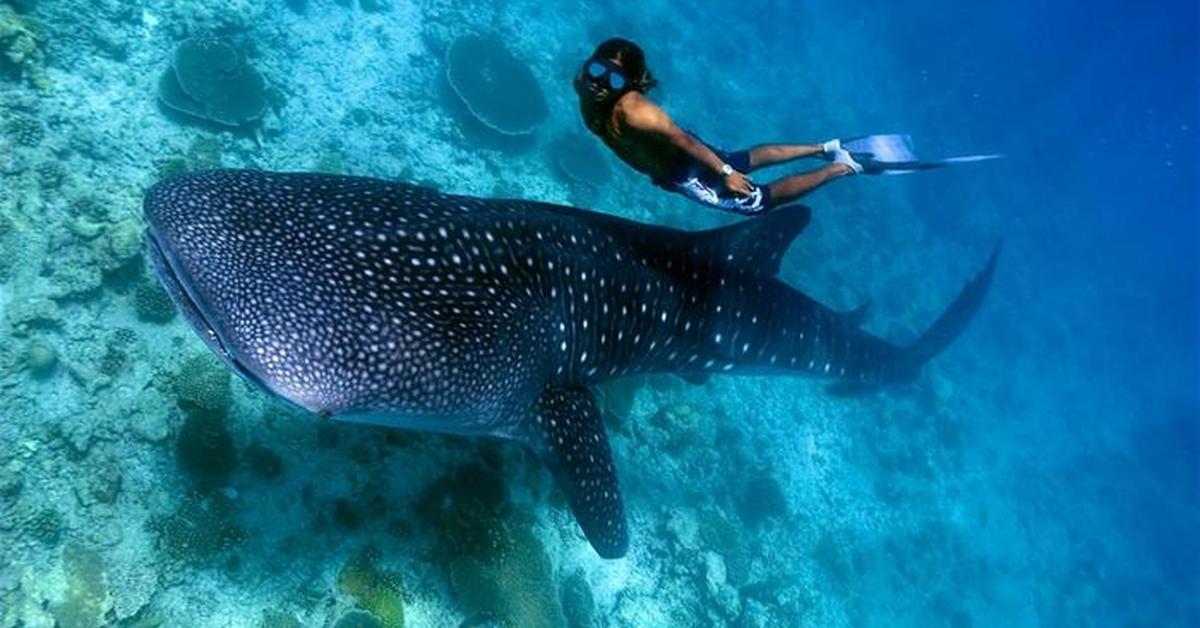 The Whale Shark in its natural beauty, locally called Hiu Paus.