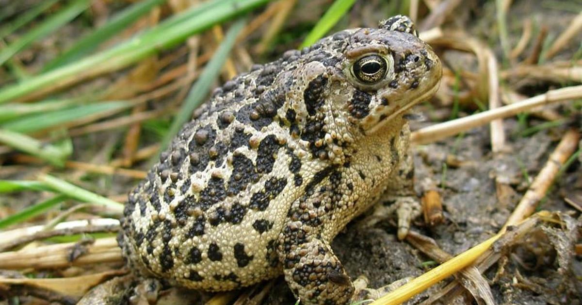 The alluring Wyoming Toad, commonly referred to as Kodok Wyoming in Bahasa Indonesia.