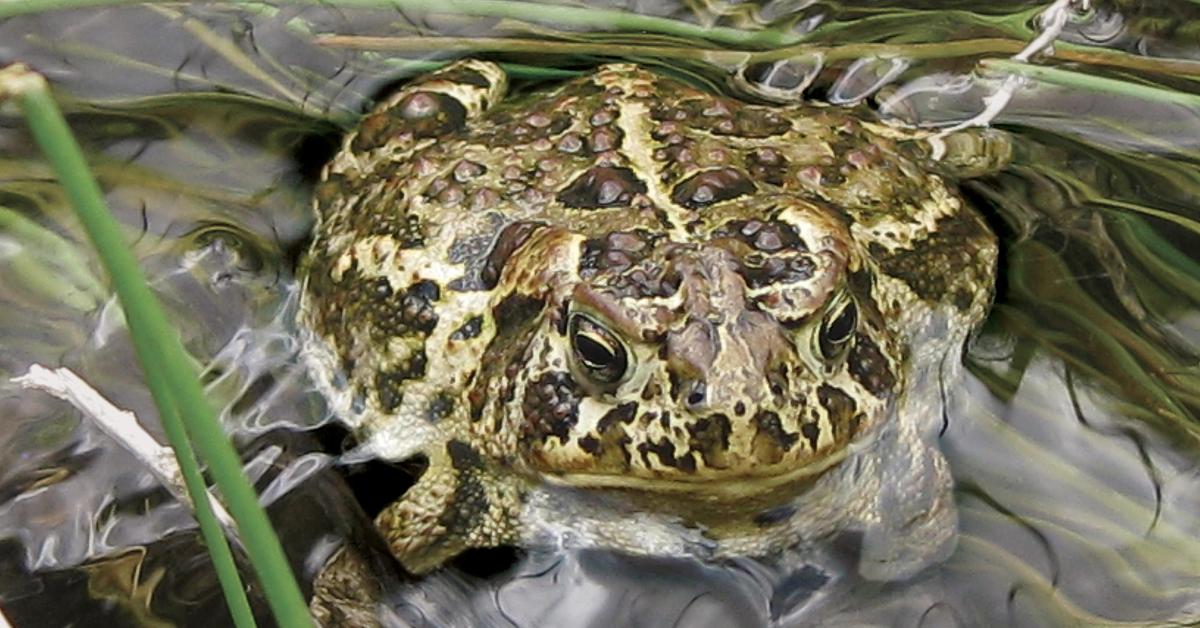 The alluring Wyoming Toad, commonly referred to as Kodok Wyoming in Bahasa Indonesia.