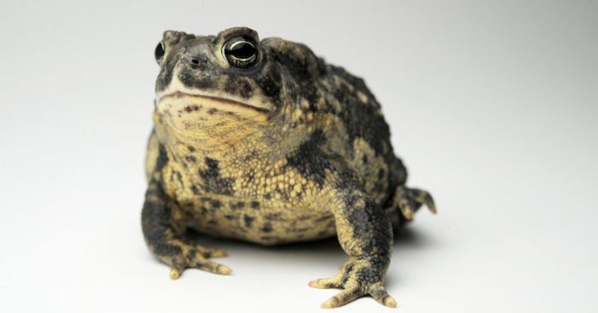 Stunning image of the Wyoming Toad (Anaxyrus Baxteri), a wonder in the animal kingdom.