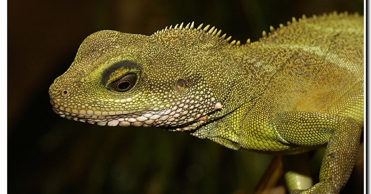 Picture of Water Dragon, known in Indonesia as Naga Air.