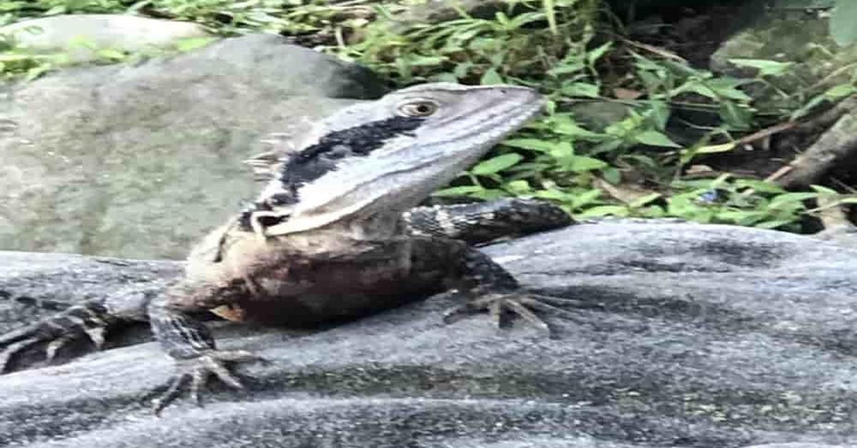 Photogenic Water Dragon, scientifically referred to as Physignathus.