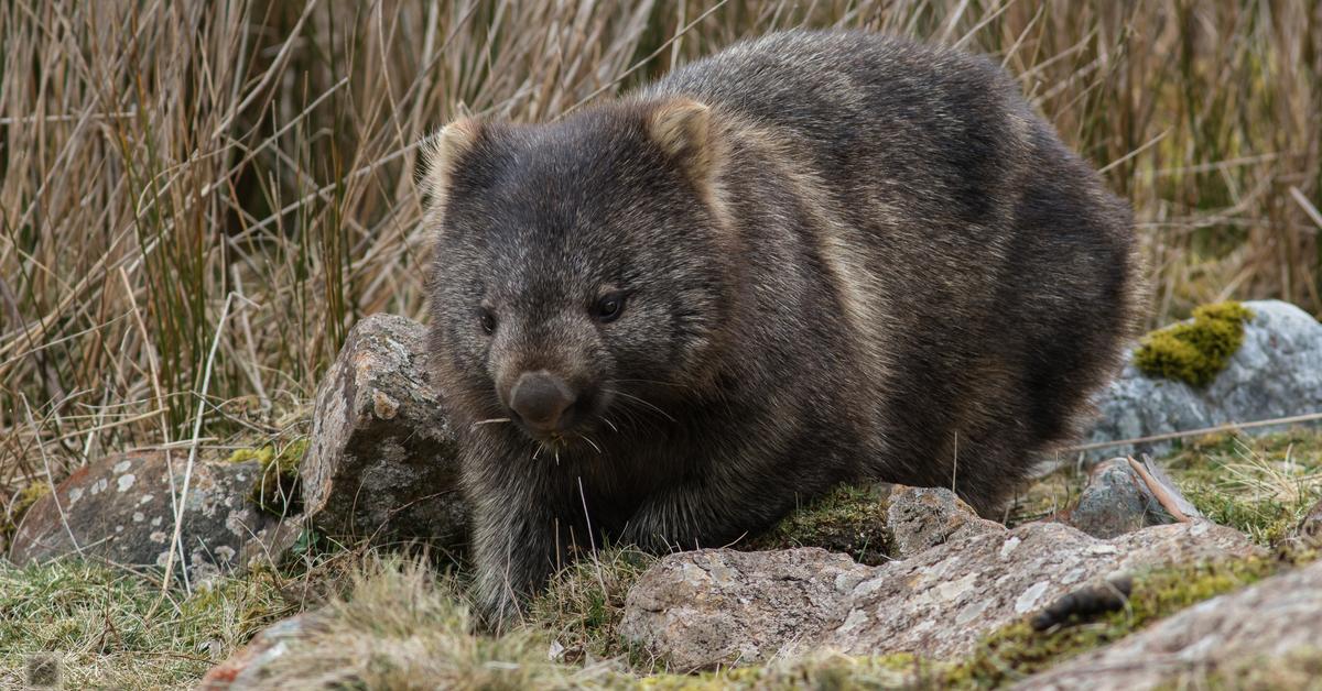 Vivid image of the Wombat, or Wombat in Indonesian context.