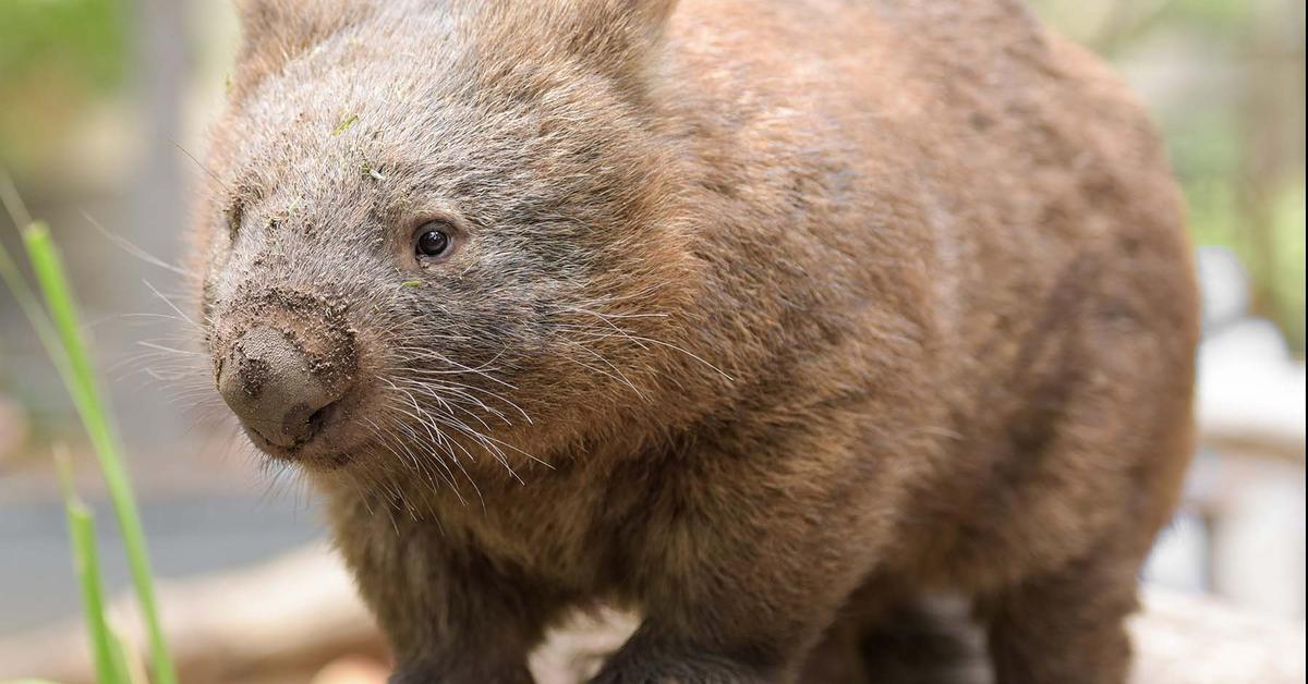 A beautiful representation of the Wombat, scientifically Vombatus Ursinus.