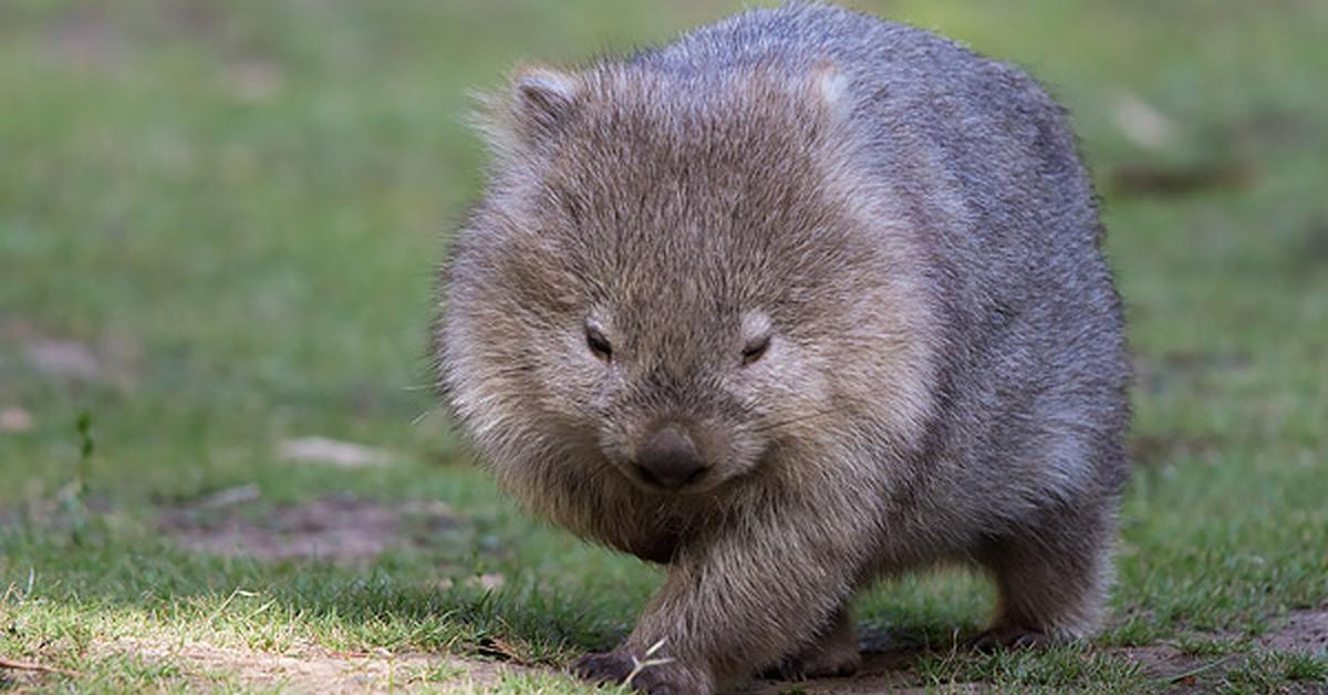 The majestic Wombat, also called Wombat in Indonesia, in its glory.