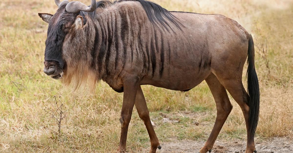 Photographic depiction of the unique Wildebeest, locally called Gnu.