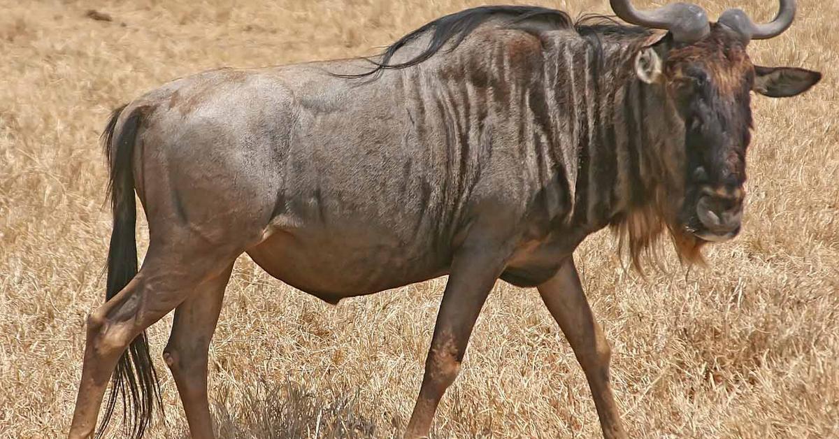 Captured elegance of the Wildebeest, known in Indonesia as Gnu.