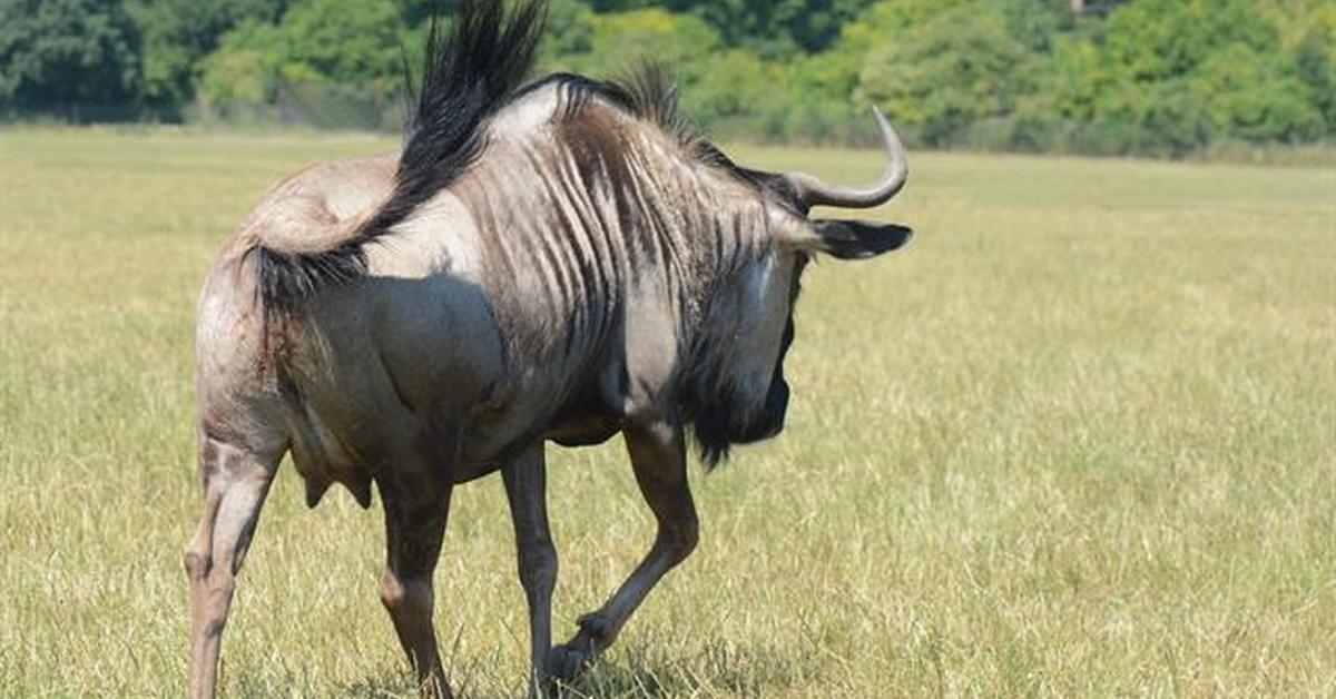 Snapshot of the intriguing Wildebeest, scientifically named Connochaetes Taurinus.