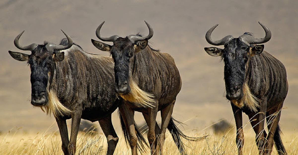 Close-up view of the Wildebeest, known as Gnu in Indonesian.