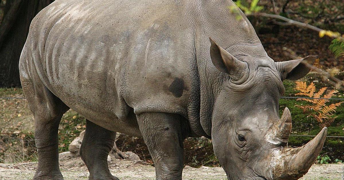 Picture of White Rhinoceros, known in Indonesia as Badak Putih.