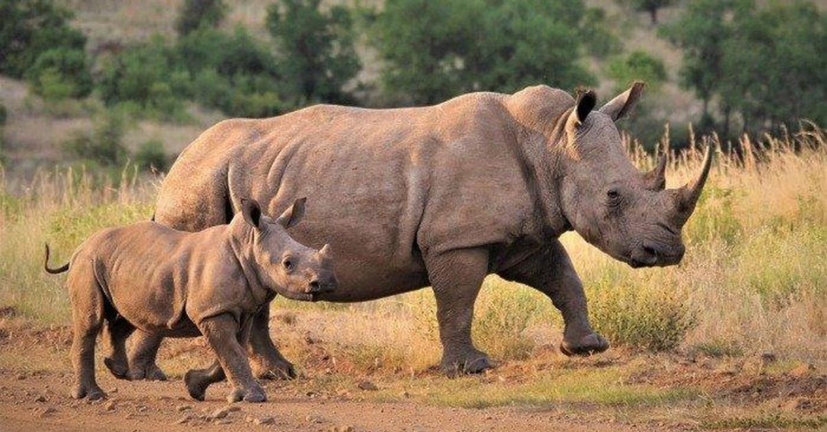 Glimpse of the White Rhinoceros, known in the scientific community as Ceratotherium simum.