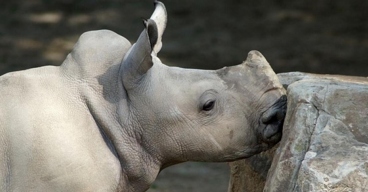 Captured beauty of the White Rhinoceros, or Ceratotherium simum in the scientific world.