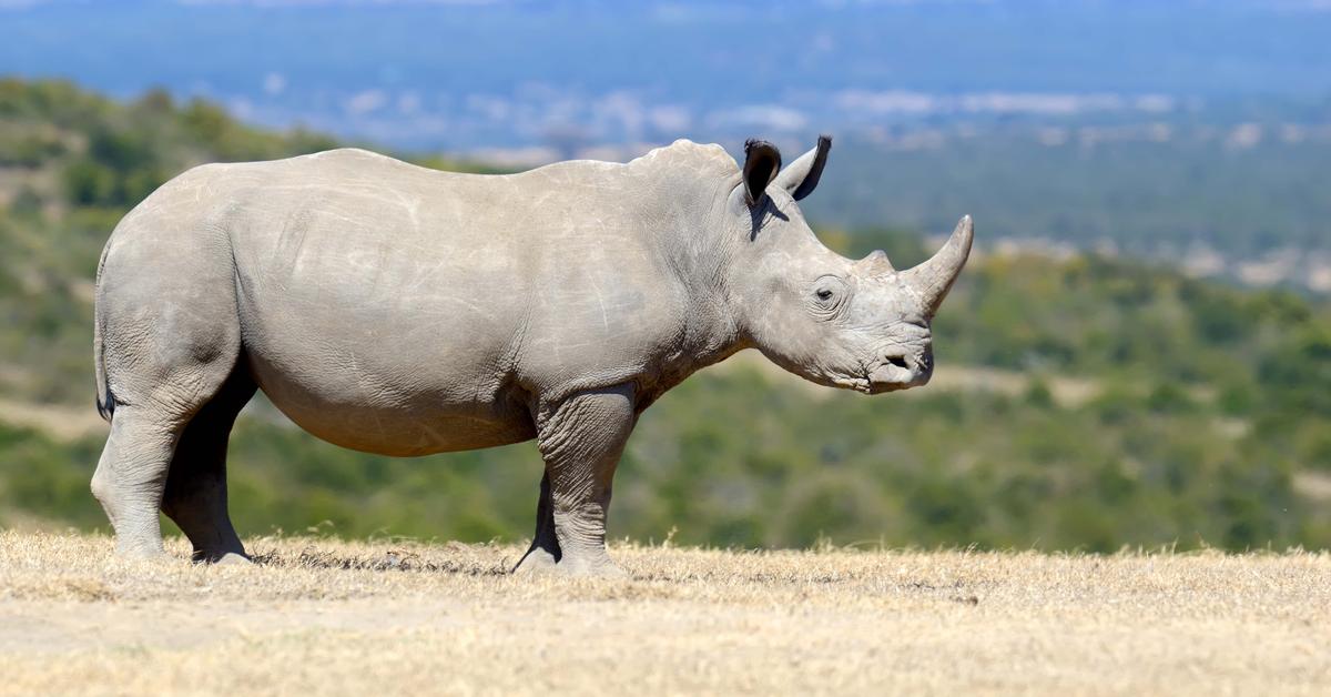 Iconic view of the White Rhinoceros, or Ceratotherium simum, in its habitat.