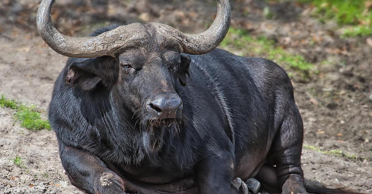 Visual of Water Buffalo, or Kerbau Air in Indonesian, showcasing its beauty.