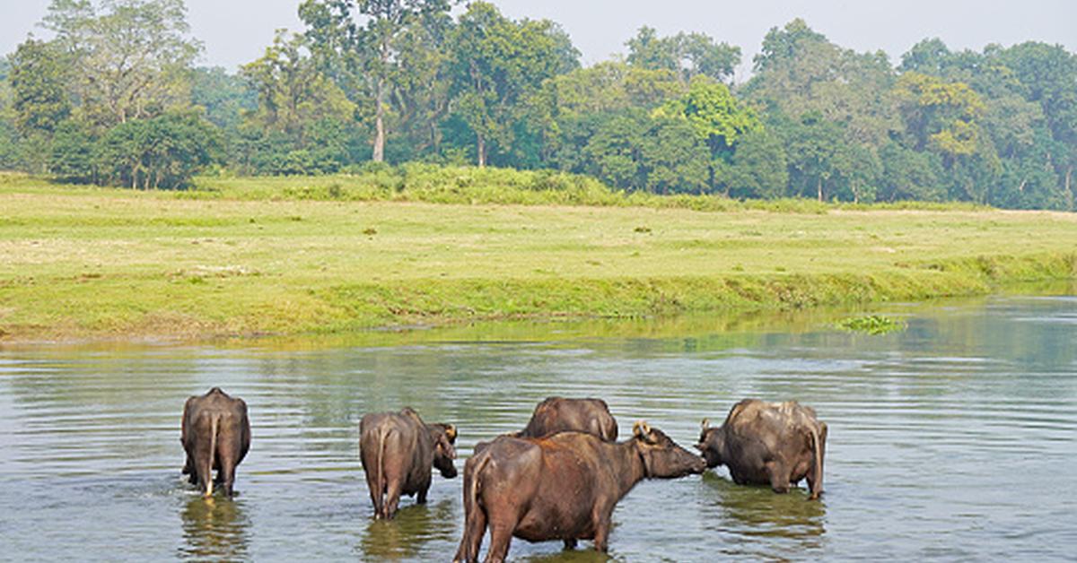 Close-up view of the Water Buffalo, known as Kerbau Air in Indonesian.