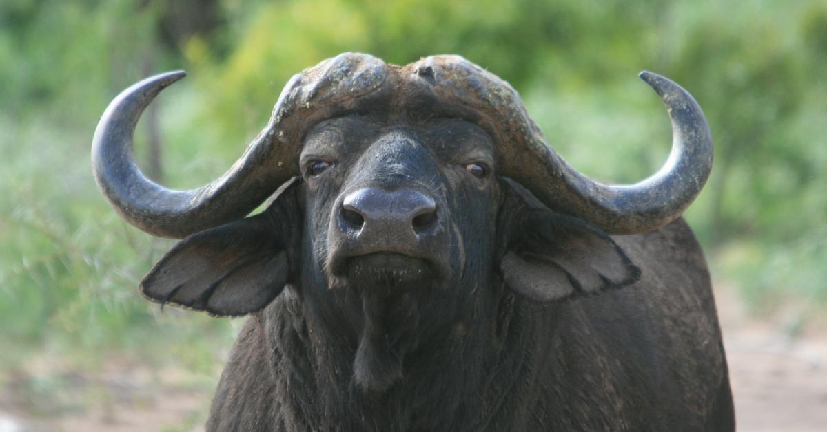 Detailed shot of the Water Buffalo, or Bubalus bubalis, in its natural setting.